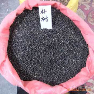 廠家直銷優質林木種子 紅豆杉、國槐、紅楓、重陽木等，保質保量