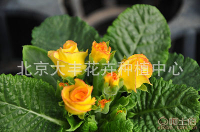 北京大豐花卉種植中心 時令草花與迷你盆栽的專業(yè)直銷服務(wù)